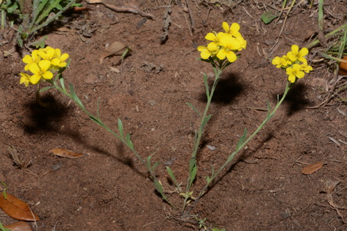 Denseflower Bladderpod (Physaria densiflora)