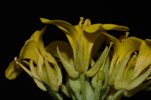 Image of Physaria densiflora by (c) Brian Finzel, some rights reserved (CC BY-SA)