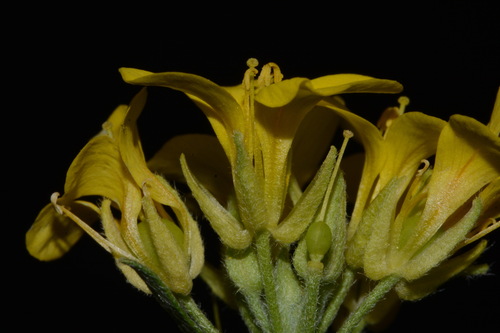 Image of Physaria densiflora by (c) Brian Finzel, some rights reserved (CC BY-SA)