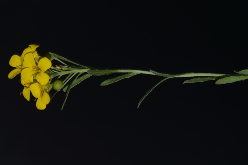 Image of Physaria densiflora by (c) Brian Finzel, some rights reserved (CC BY-SA)