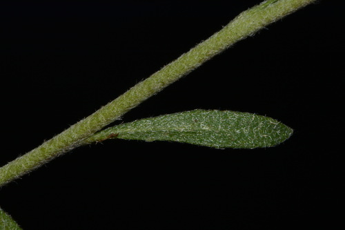 Image of Physaria densiflora by (c) Brian Finzel, some rights reserved (CC BY-SA)