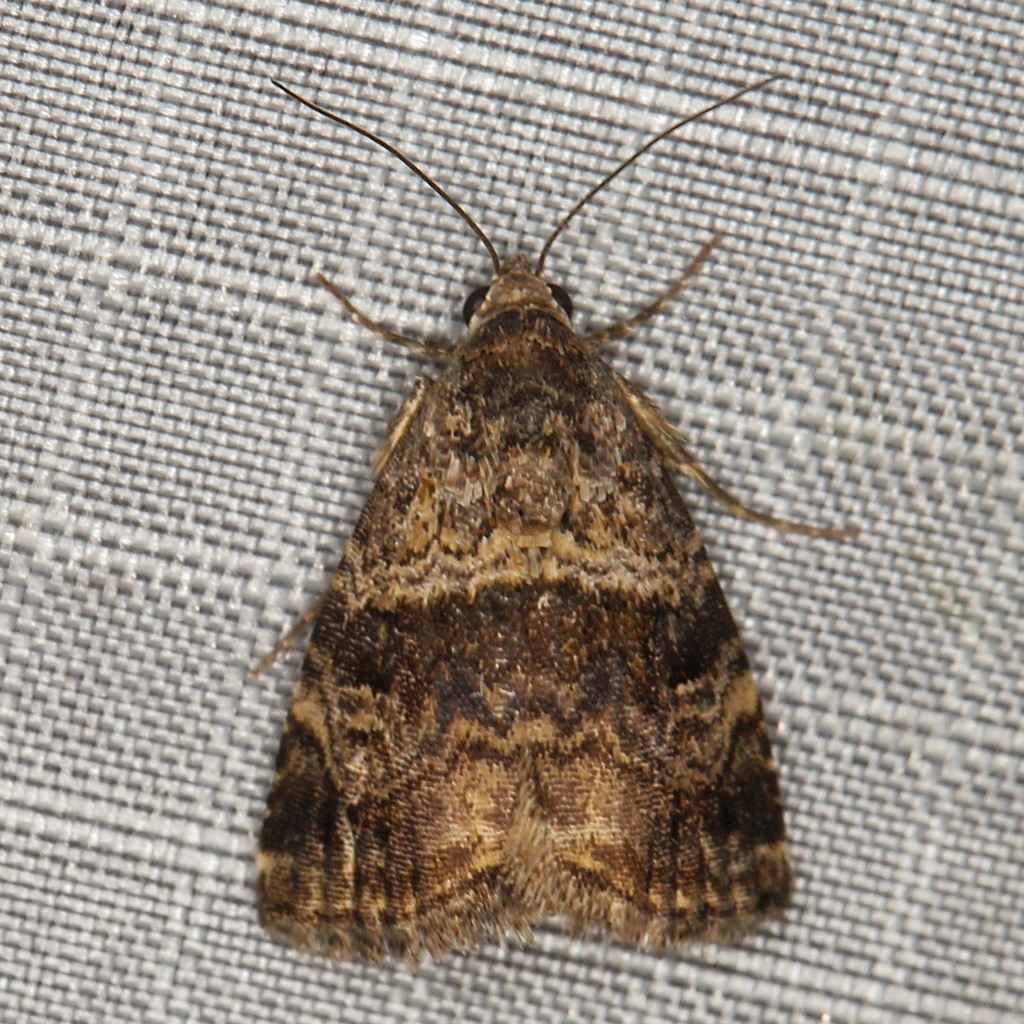 Acontiola varia