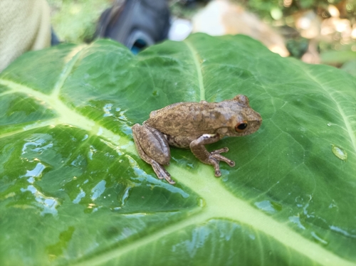 Schultze's Mountain Stream Frog, Ptychohyla leonhardschultzei