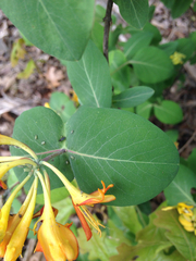 Lonicera flava
