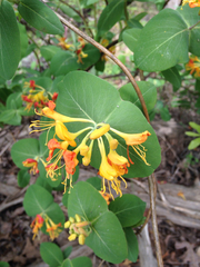 Lonicera flava