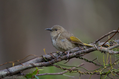 Crescent Honeyeater photo 5