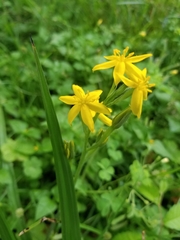 Hypoxis hirsuta
