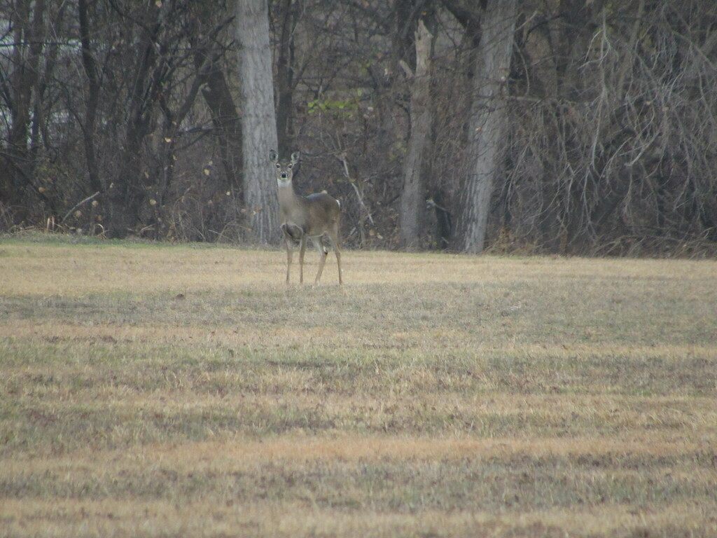 White-tailed Deer from Benbrook, TX, USA on December 21, 2023 at 11:27 ...