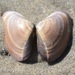 Pismo Clam - Photo (c) Cricket Raspet, some rights reserved (CC BY), uploaded by Cricket Raspet
