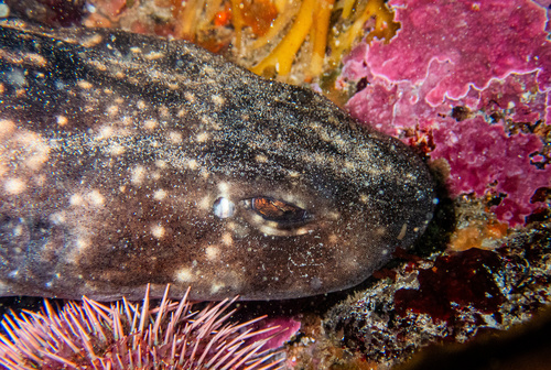 Donkere schaamhaai (Haploblepharus pictus) — Scyliorhinidae — 5