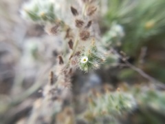 Cryptantha mexicana