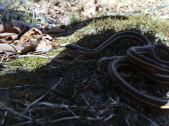 Thamnophis saurita septentrionalis