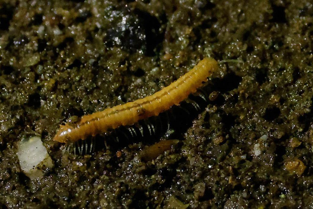 Motyxia monica