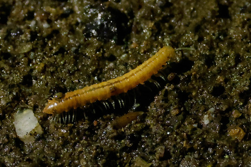 Motyxia monica