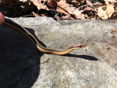 Thamnophis saurita septentrionalis