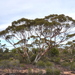 Eucalyptus horistes - Photo (c) Dean Nicolle, algunos derechos reservados (CC BY-NC), subido por Dean Nicolle