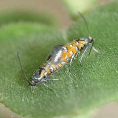 Neoheliodines vernius