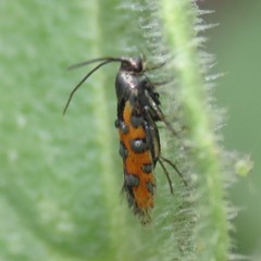 Neoheliodines vernius