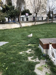Larus