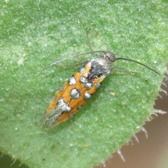 Neoheliodines vernius