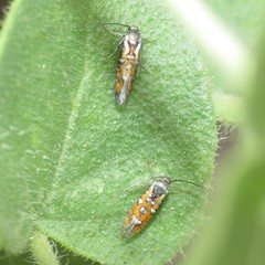 Neoheliodines vernius