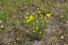 Linum flavum