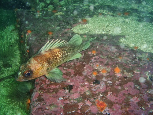 Quillback Rockfish