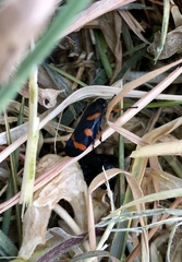 Cercopis intermedia