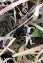 Cercopis intermedia