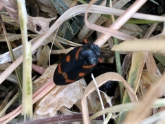 Cercopis intermedia