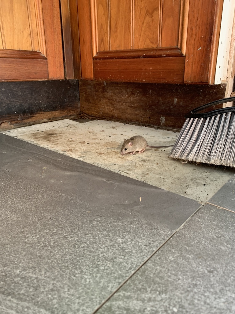 Black Rat from Lower Toora Rd, Toora, VIC, AU on December 22, 2023 at ...