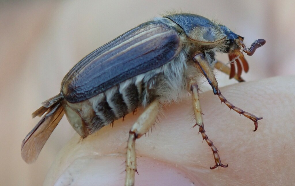 Amphimallon pygiale