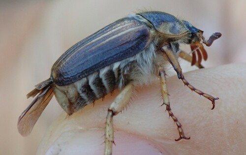 Hanneton bistre