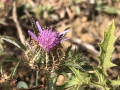 Atractylis cancellata