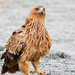 Aquila adalberti - Photo (c) Ricardo Rodero Henández,  זכויות יוצרים חלקיות (CC BY-NC), הועלה על ידי Ricardo Rodero Henández