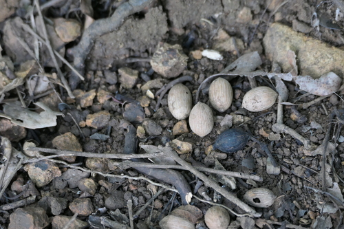 Gnetum edule (Gnetum edule)