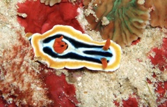 Chromodoris strigata