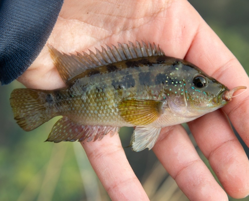 Jack dempsey (Rocio octofasciata) — Cichlidae — 2