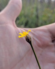 Xyris elliottii