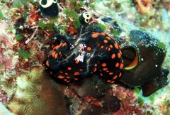Nembrotha
