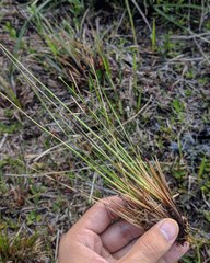 Xyris elliottii
