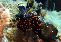 Nembrotha