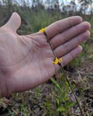Xyris elliottii
