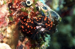 Nembrotha