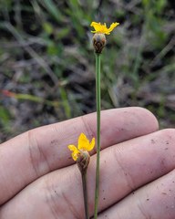 Xyris elliottii