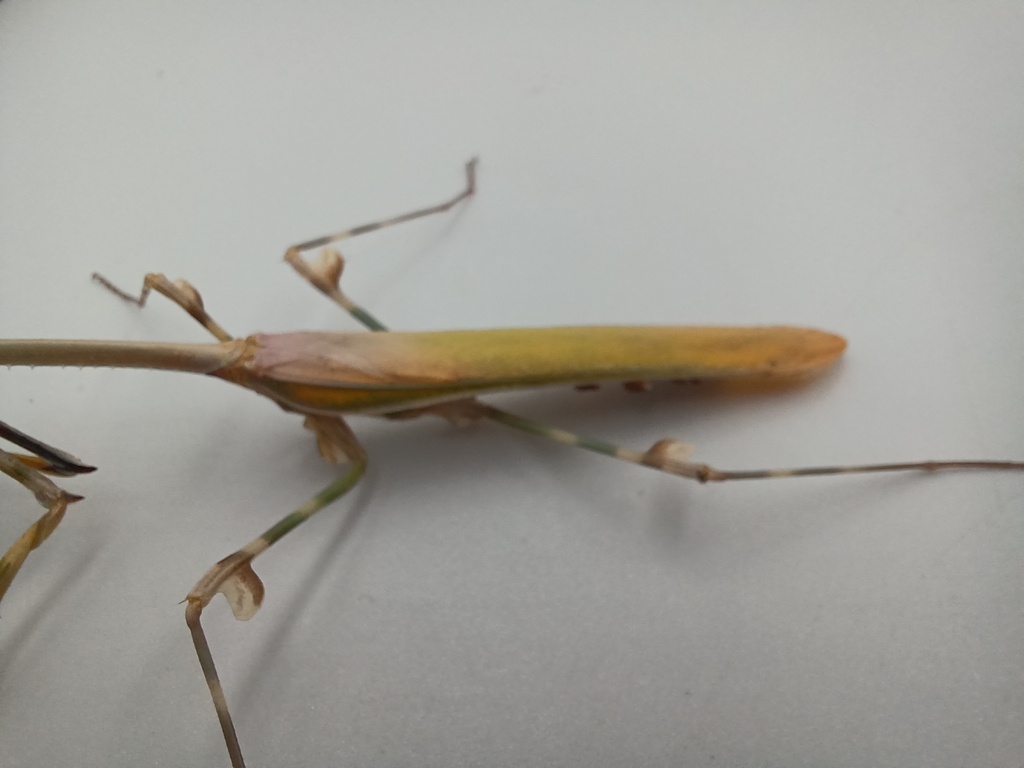 Spotty Conehead Mantid from Mossel Bay Local Municipality, South Africa
