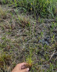 Xyris elliottii