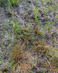 Xyris elliottii