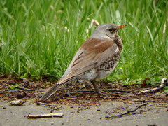 Turdus pilaris
