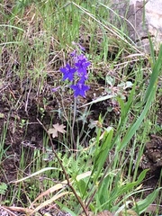 Delphinium decorum